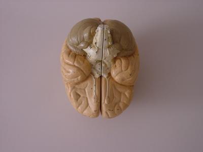 Anatomical model of a human brain in two halves with labelled parts
