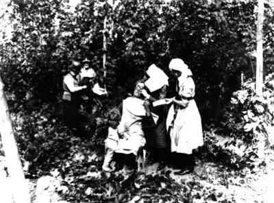 Chelsea Division administering first aid to hop pickers in Kent