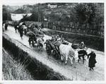 Black and white photograph of bullock carts carrying [Turkish] soliders during the First World War