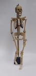 Anatomical model of human skeleton with mounted stand